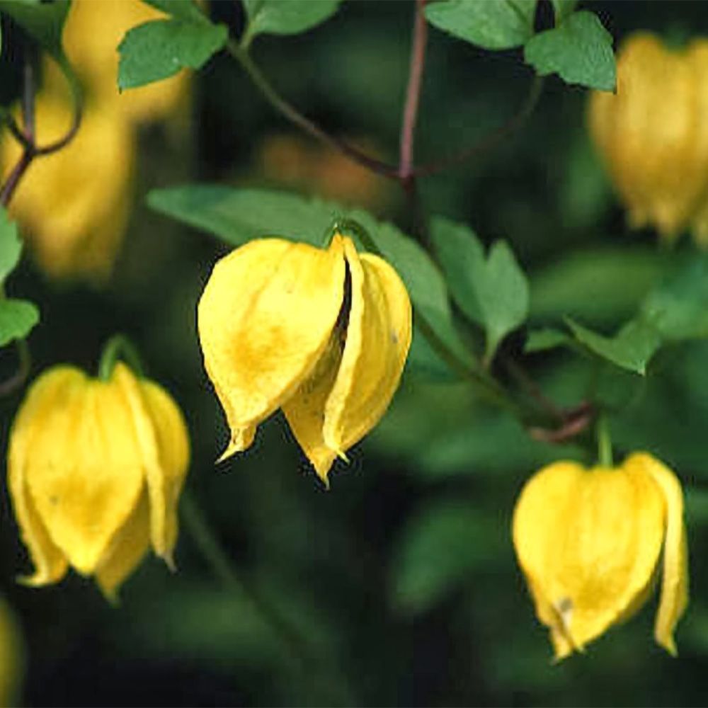 Clematis Tangutica